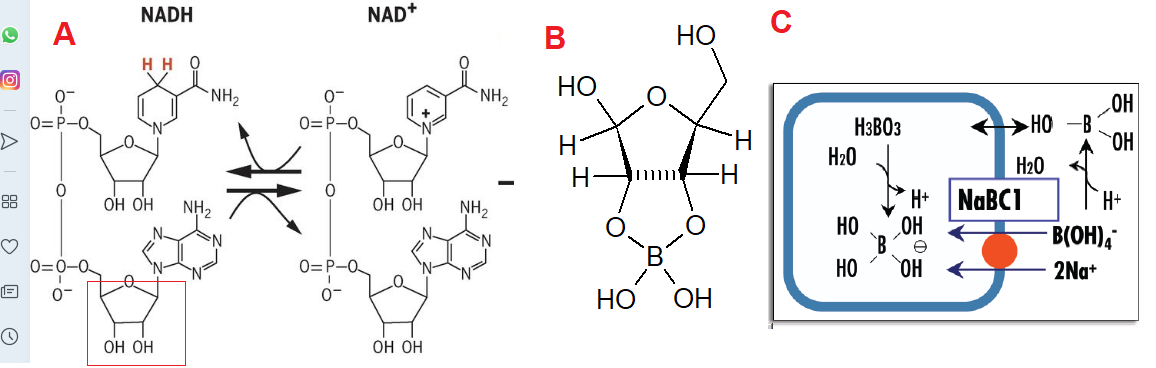 BoneHealth_boron