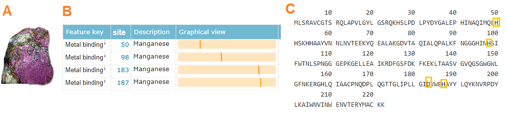 BoneHealth_manganese