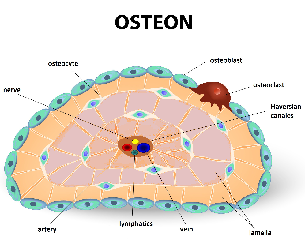 BoneHealth_osteon