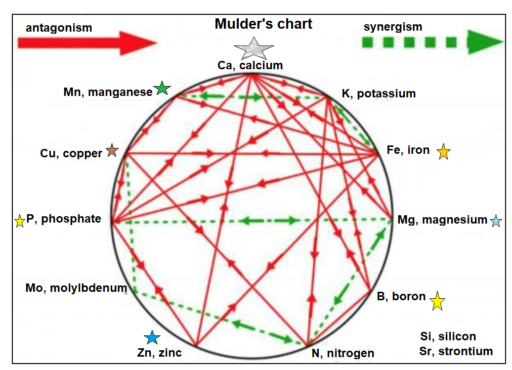 BoneHealthMineralInteraction