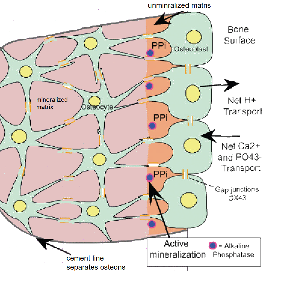 BoneHealthOsteoblast
