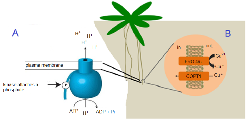 CBthesisFig4