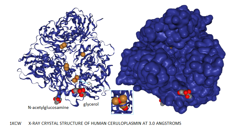 ceruloplasmin_1