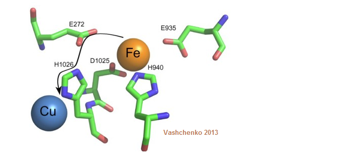 ceruloplasmin_2a
