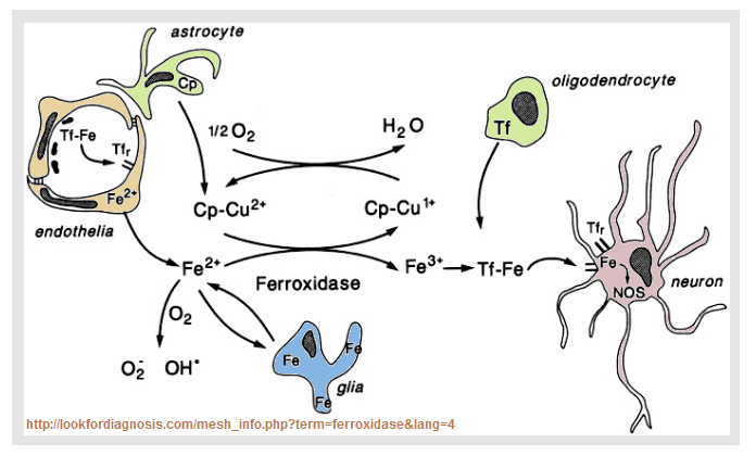 ceruloplasmin_2b