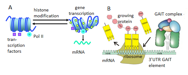 ceruloplasmin_3