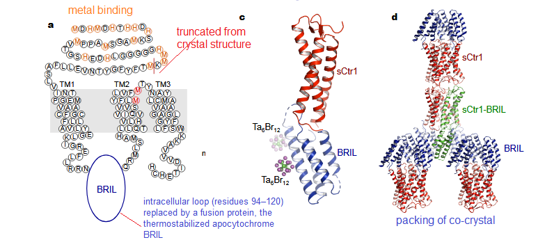 Ctr1_1b