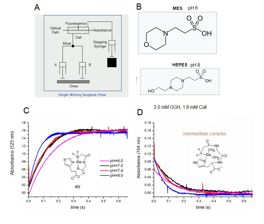 CuPeptide_1