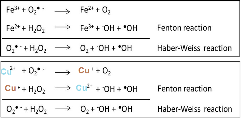 CuPeptide_2