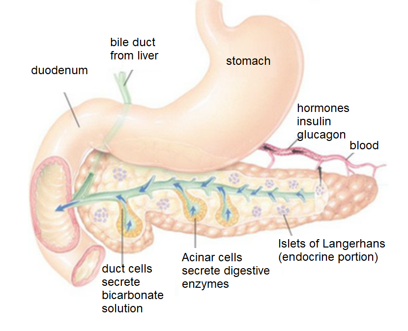 CuPeptide_7