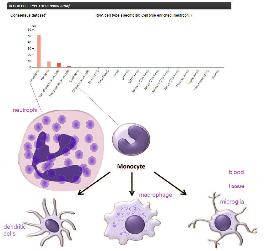 NiacinInfections1