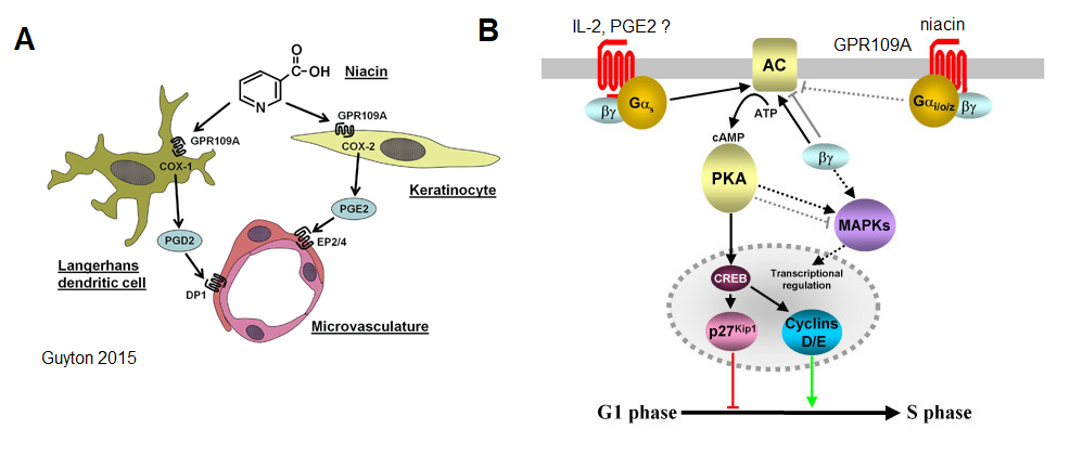 NiacinInfections2